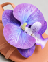 Violetta